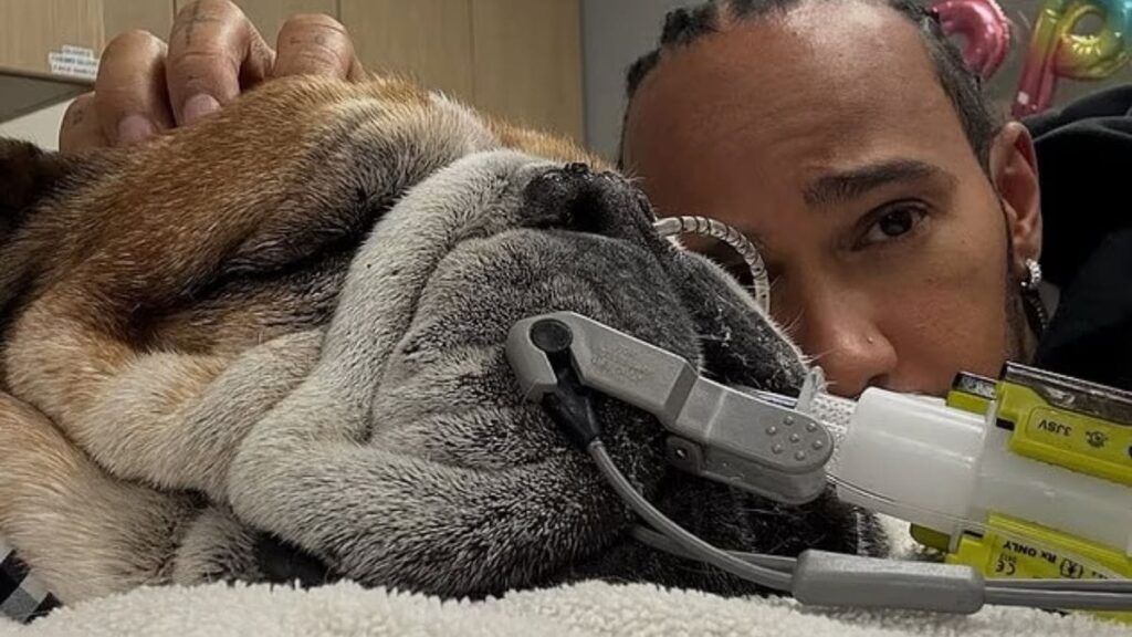 Lewis Hamilton fez todo o possível para salvar Roscoe, mas não foi possível